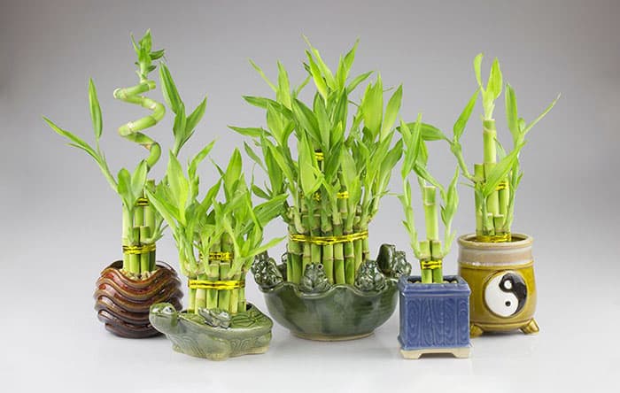 Cây Phát Lộc Phong Thủy: Hướng Dẫn Chi Tiết Rước Tài Lộc Vào Nhà