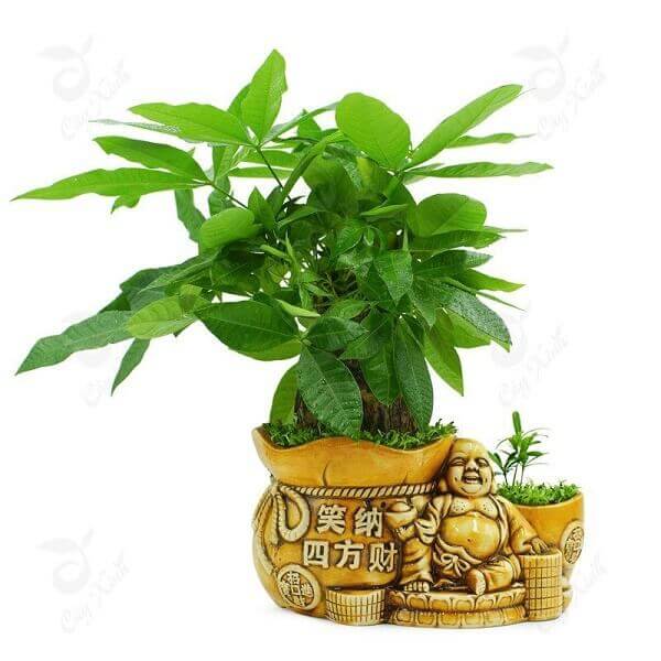Cây Kim Ngân hợp tuổi Nhâm Thân