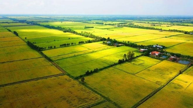 Cách Tính Diện Tích Đất Ruộng Chính Xác Nhất 2024: Hướng Dẫn Toàn Tập Từ A-Z