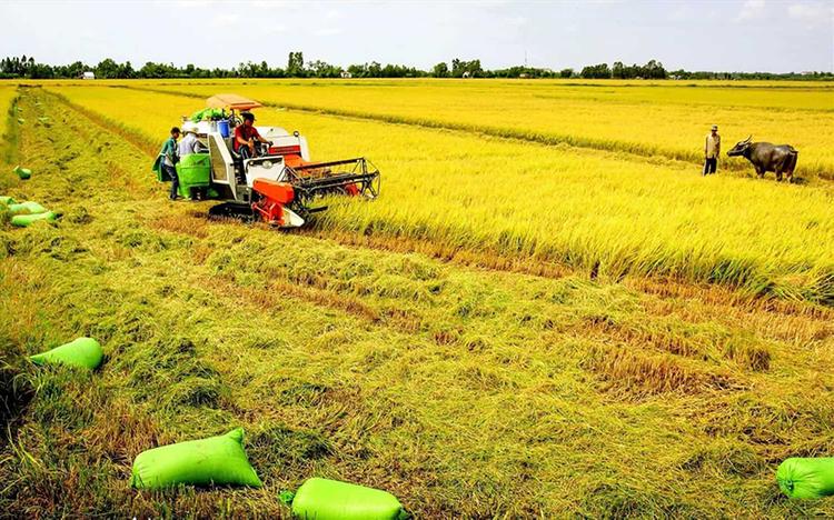 Quy Định Đền Bù Đất Nông Nghiệp 2024: Thông Tin Chi Tiết Từ A-Z