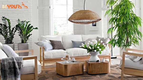 Các loại cây phong thủy cho ngày Tết như kim tiền, kim ngân