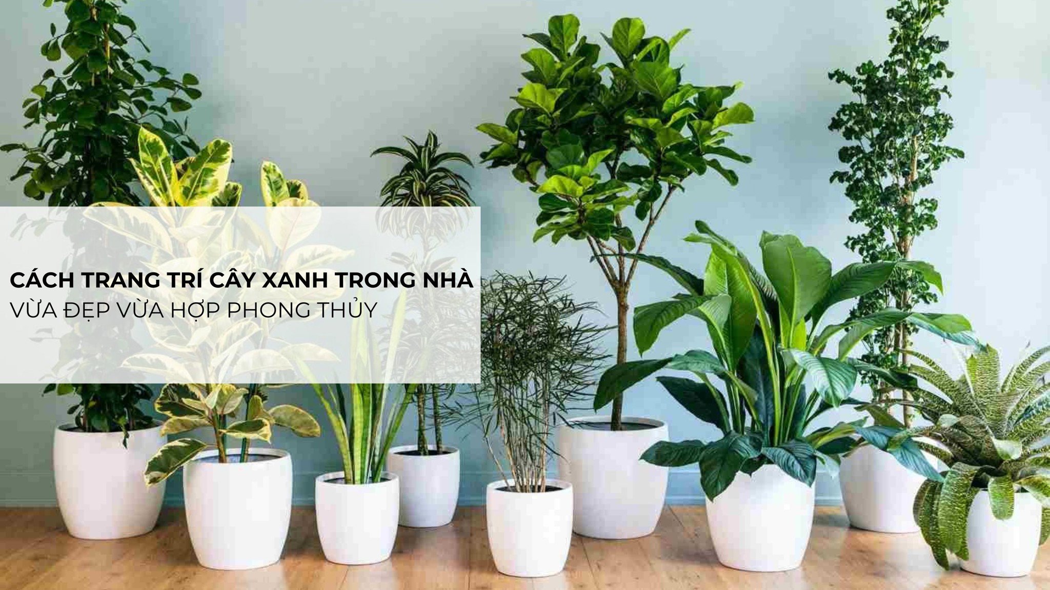 Nhóm cây có độ cao và hình dáng lá tương đồng được bài trí hài hòa